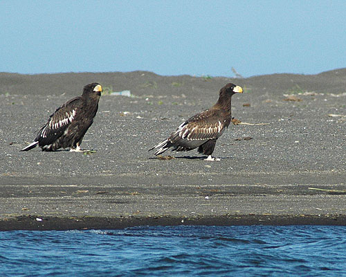 Riesenseeadler  (c) Peter Hajmassy