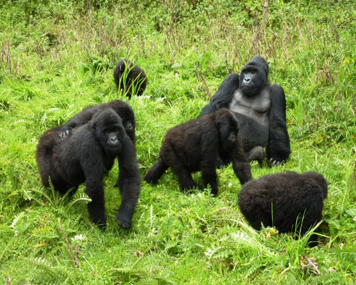 Berggorillas Virunga-Vulkankette (c) M. Walter