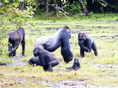 Flachlandgorillas tummeln sich auf einer Lichtung im Nationalpark