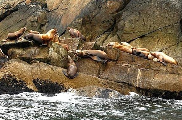 Seelöwen im Kenai-Fjords-Nationalpark