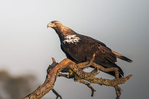 Spanischer-Kaiseradler@Antonio-Vigil-de-Quinones