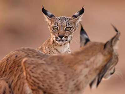 Pardelluchs|Foto © Iñaki Reyer