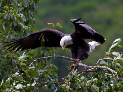 Seeadler im Baum beobachten auf Kanada-Naturreise