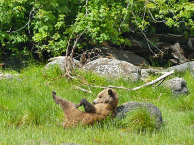Grizzly-Beobachtung in British Columbia, Kanada