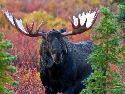 Elch in der Wildnis von British Columbia