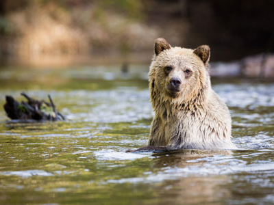 Bär beim Lachsfang im Fluss in Kanada