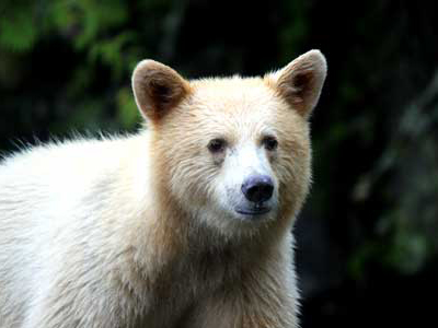 Geisterbären in Kanada beobachten