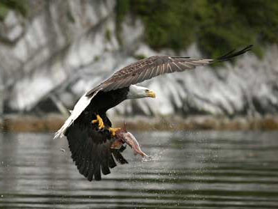 Kanada-Reise mit Seeadler-Beobachtung