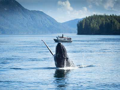 Bootsausflug zur Walbeobachtung in British Columbia, Kanada