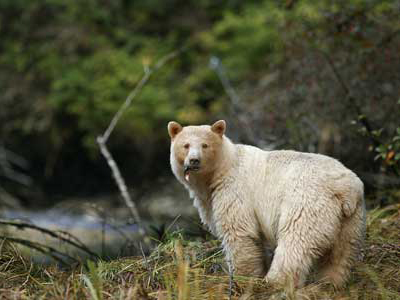 Bären-Beobachtung in British Columbia