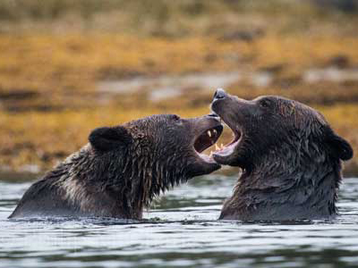 Schwarzbären im Fluss in British Columbia