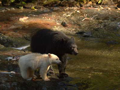 Bärenbeobachtung am Fluss in Kanada