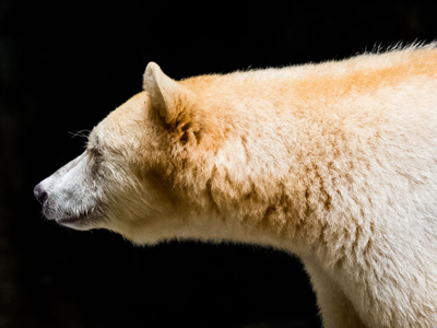 Kanada-Reise mit Bärenbeobachtung in British Columbia
