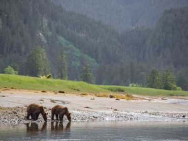 Kanada-Schwarzbären beim Fischfang am Flussufer