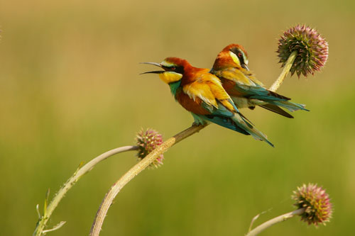 Die Vogelwelt – Fotomotiv im Donaudelta