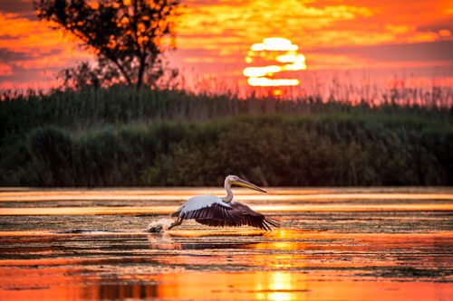 Pelikan-Fotos im Mündungsdelta der Donau