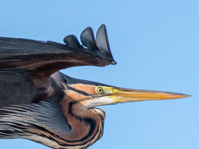 Fotoreise zu den Pelikanen der Donau