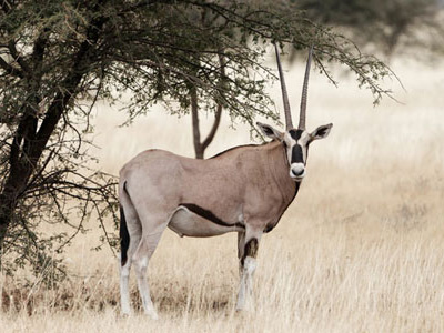 Spiessbock im Awash-Nationalpark