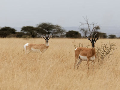 Sömmeringgazelle