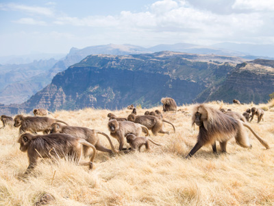 Gelada Affen bei einer Naturreise durch Äthiopien