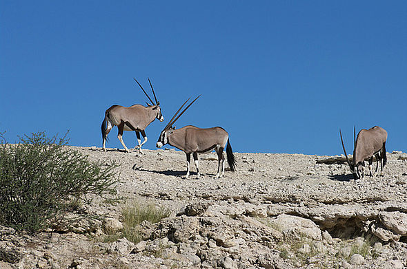 Oryx (c) Dominique Schreckling