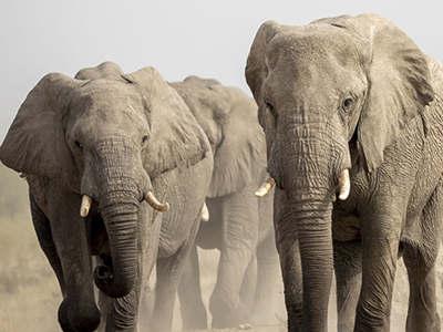 Elefanten durchqueren den Chobe Nationalpak