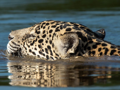 Jaguar auf Pantanal-Fotoreise in Brasilien