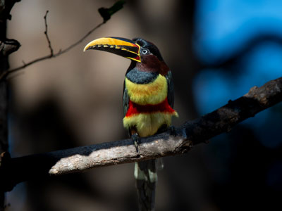 Tukan im Pantanal fotografieren