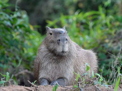 Wasserschwein im Pantanal von Brasilien