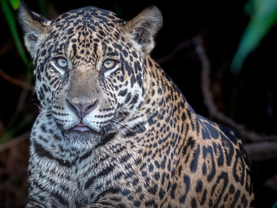 Jaguar am Ufer des Riu Cuiaba, Pantanal