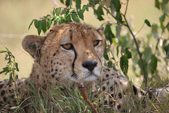 Gepard