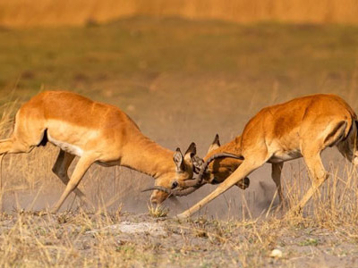 Schwarzfersenantilopen kämpfen im Moremi-Nationalpark