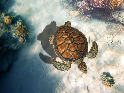 Galapagos-Riesenschildkröten