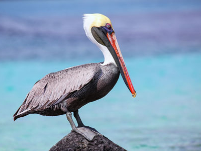 Pelikanbeobachtung Galapagos