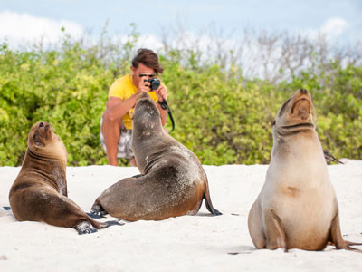 Robben auf Galapagos-Insel