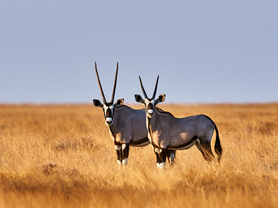 Oryx Antilopen aufgenommen auf einer Naturreise in Botswana