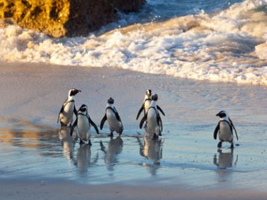 Pinguine-Falsebay-Südafrika