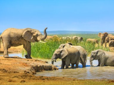 Elefanten-Addo-Nationalpark