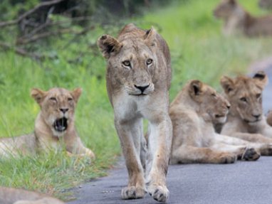 Löwen-Addo-Nationalpark