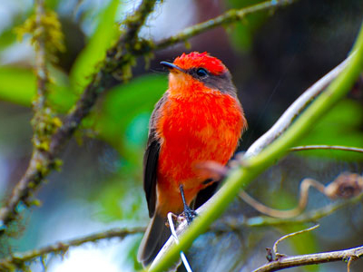 Fliegenfängervogel der Galapagos-Inseln