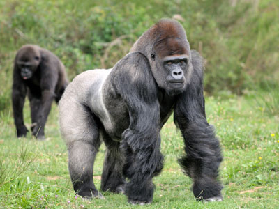 Flachlandgorilla in Gabun