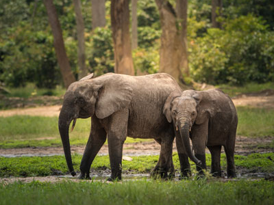 Waldelefanten in Gabun