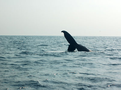 Wal im Pongara-Nationalpark - Gabun