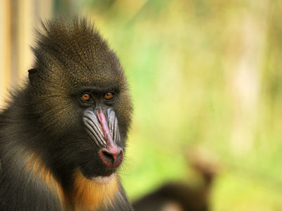 Mandrill im Lekedi-Reservat von Gabun