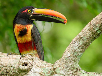 Feuerschnabelarassari in Costa-Rica