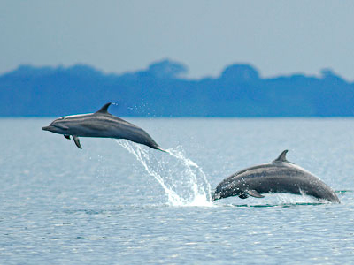 Delfine am Golf von Dulce in Costa-Rica