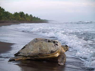 Meeresschildkröte im Tortuguero-Nationalpark von Costa-Rica
