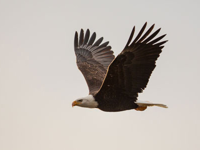 Weisskopf Seeadler in Alaska