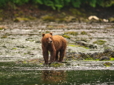 Grizzly Beobachtung in Alaska