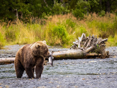 Alaska Grizzly in Alaska auf Naturreise